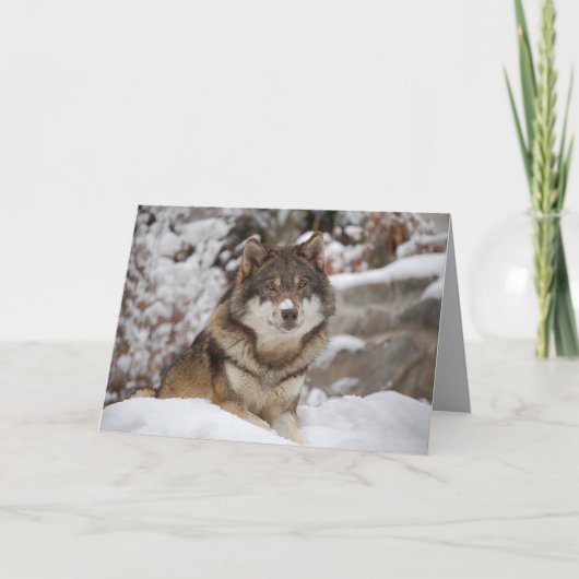 Carte Loup d'hiver (Devant)