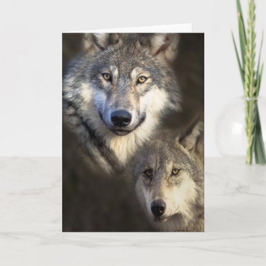 Carte Loups (Devant)
