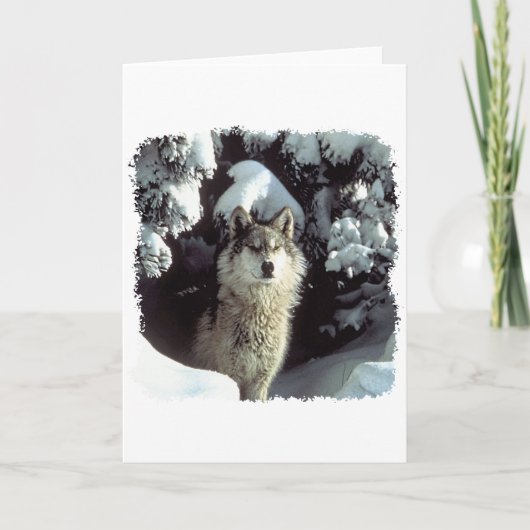 Carte Loups des neiges (Devant)