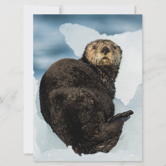 Carte Loutre de mer (Devant)