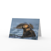 Loutre de mer de la Californie