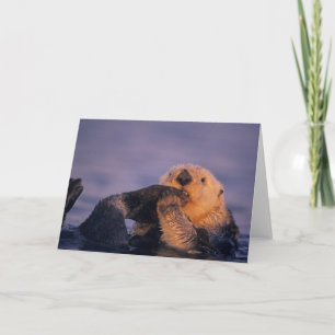 Carte Loutre de mer, Enhydra lutris