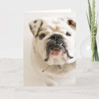 Carte Loyal White Bulldog Photograph