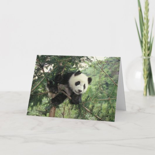 Carte L'petit animal de panda géant grimpe à un arbre, (Devant)