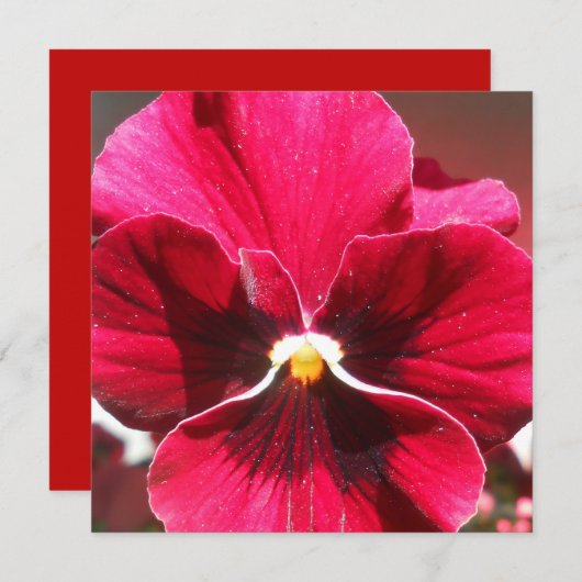 Carte Lucrezia (Devant / Derrière)