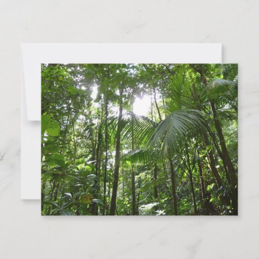 Carte Lumière du soleil à travers la canopée de la forêt (Devant)