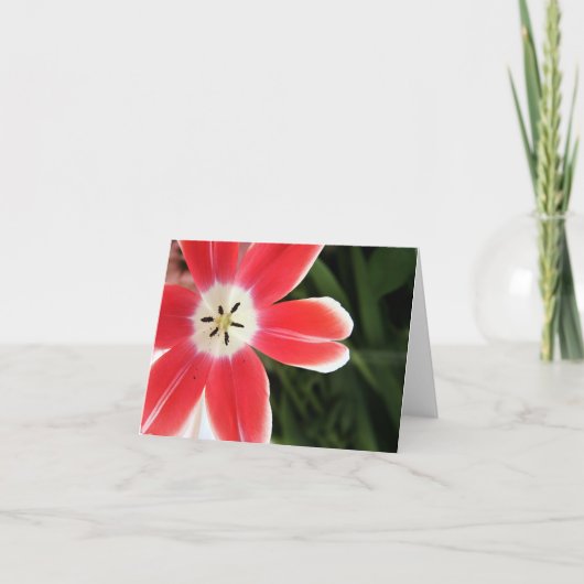 Carte lumière rose de tulipe (Devant)