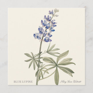 Carte Lupin bleu par Mary Walcott