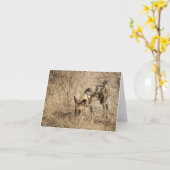 CARTE LYCAON D'AFRIQUE (Fleur jaune)