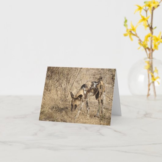 CARTE LYCAON D'AFRIQUE  (Fleur jaune)