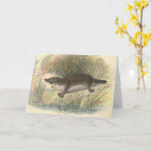 Carte Lydekker - ornithorynque (Fleur jaune)