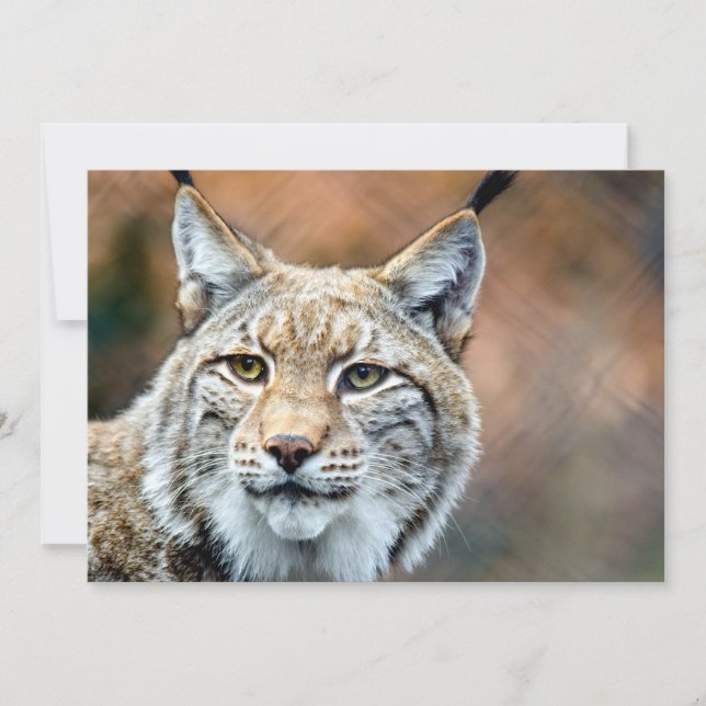 Carte Lynx Bobcat Wildlife (Devant)