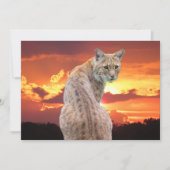 Carte Lynx de Floride avec Superbe Coucher de Soleil Car (Devant)