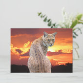 Carte Lynx de Floride avec Superbe Coucher de Soleil Car (Debout devant)
