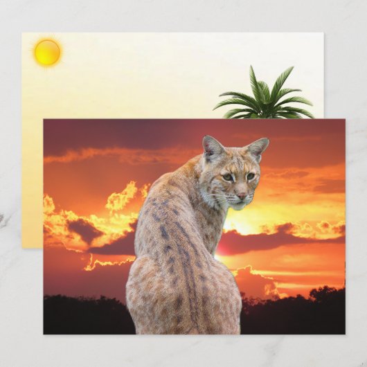 Carte Lynx de Floride avec Superbe Coucher de Soleil Car (Devant / Derrière)