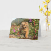 Carte Lynx Kitten, Canada, Alaska (Fleur jaune)
