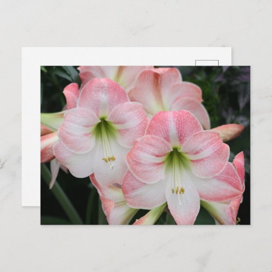 Carte Lys (Devant / Derrière)