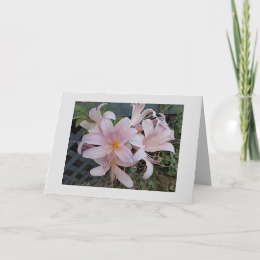 Carte Lys de résurrection (Devant)