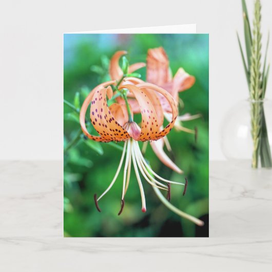 Carte Lys de tigre (Devant)