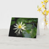 Carte Lys d'eau blanche (Fleur jaune)