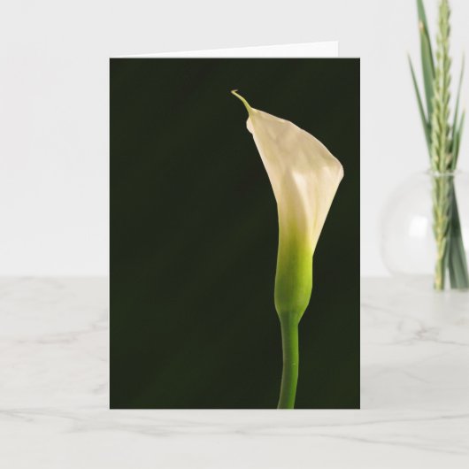 Carte lys des callas (Devant)