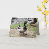 Carte M. Duck (Fleur jaune)