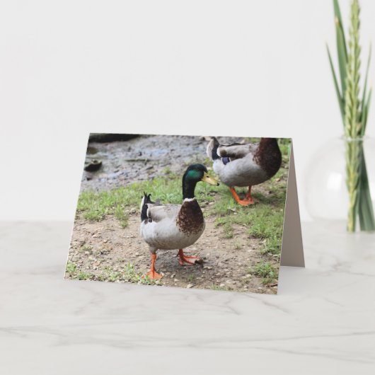 Carte M. Duck (Devant)