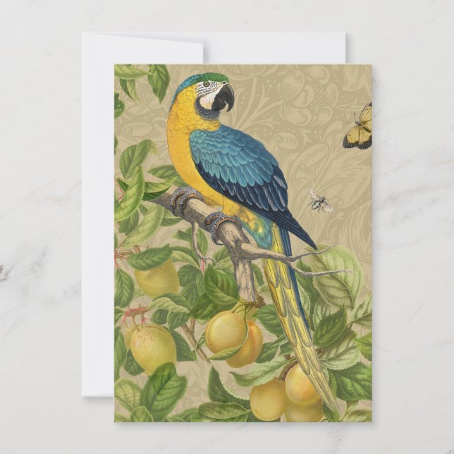 Carte Macaw Blue Jaune Tropical Jungle Antique (Devant)