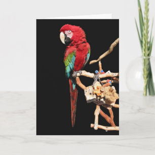 Carte Macaw rouge pour toutes les occasions