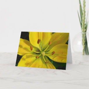 Carte Macro Lily jaune après la pluie