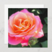 Carte Macro Rose rose et orange (Devant / Derrière)