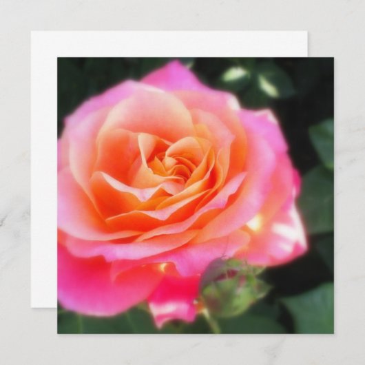 Carte Macro Rose rose et orange (Devant / Derrière)