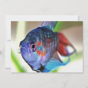 Carte Macropodus Opercularis Aquarium Poisson