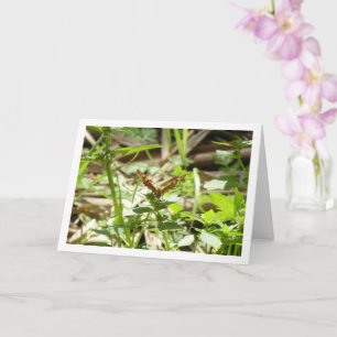 Carte Maculada à papillon en bois moucheté, Aegeria Para