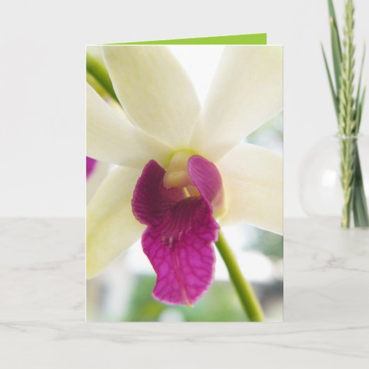 Carte Madame Orchid (Devant)