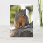 Carte Mademoiselle mon Ami Nutty ! Amusant jeu d'écureui (Devant)