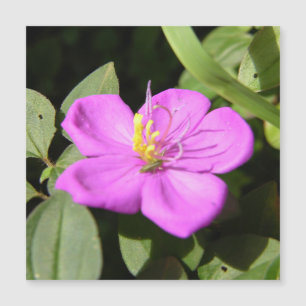 Carte Magnétique Affiche d'impression sur toile Fausse Plumeria Haw