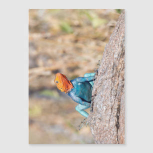 Carte Magnétique Agama commun