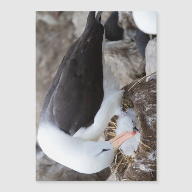 Carte Magnétique Albatross (Devant)