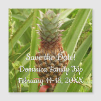 Ananas sauvage Fruit tropical dans la nature