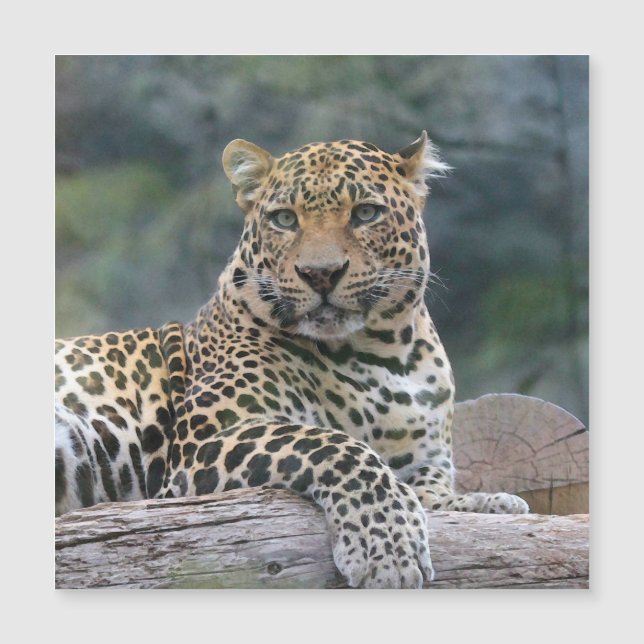 Carte Magnétique Aqua_Leopard_20180105 (Devant)