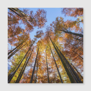 Carte Magnétique Arbres d'automne ensoleillés