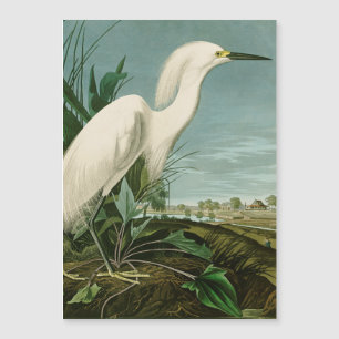 Carte Magnétique Audubon Héron de neige Oiseaux d'aigrettes blanche