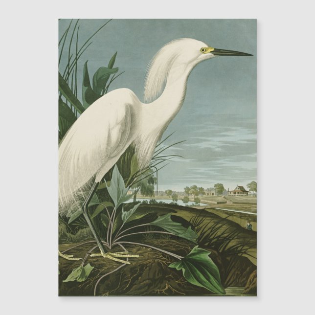 Carte Magnétique Audubon Héron de neige Oiseaux d'aigrettes blanche (Devant)