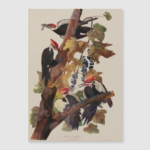 Carte Magnétique Audubon Peinture d'Oiseaux Pic Pilé