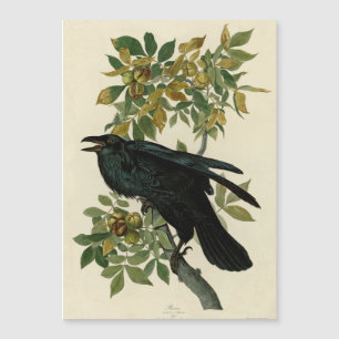 Carte Magnétique Audubon Raven Oiseau classique