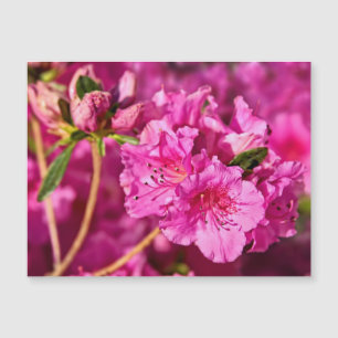 Carte Magnétique Azalées roses