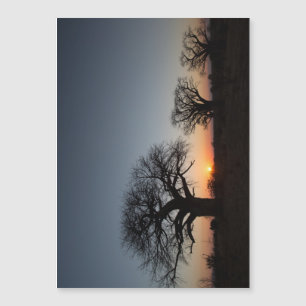 Carte Magnétique Baobabs sacrés