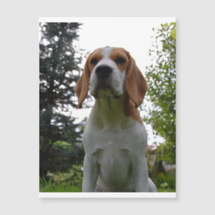 Carte Magnétique beagle assis.png