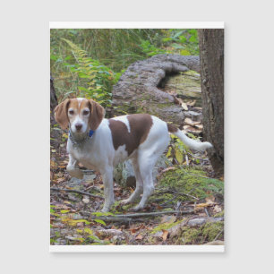 Carte Magnétique beagle en bois.png
